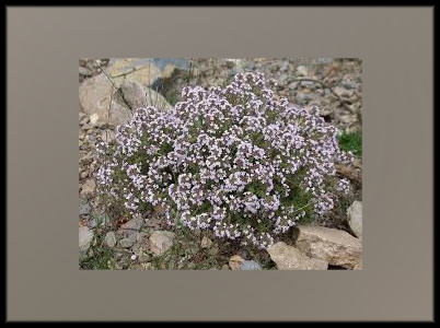 Quarta pista: 2a SORTIDA GENERAL Colònies