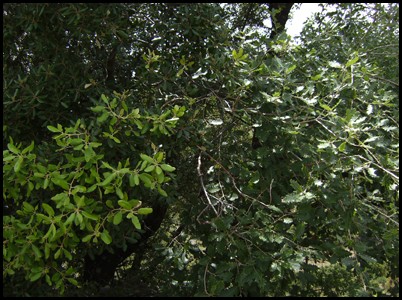 3a Pista per esbrinar on anem de Colònies en la 2a Sortida General els propers 25, 26 i 27 de març: