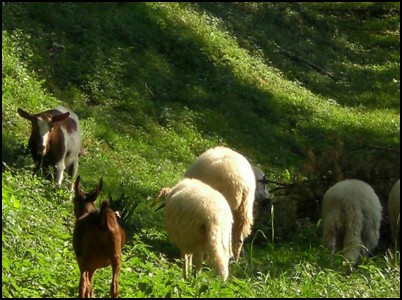 3a Pista per esbrinar on anem de Colònies 3a Pista per esbrinar on anem de Colònies