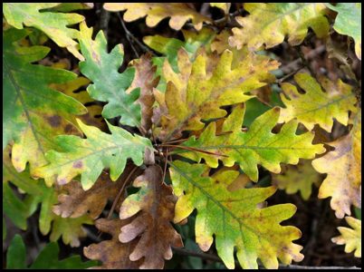 2a pista per esbrinar on anem de 2a Sortida General Colònies 2a pista per esbrinar on anem de 2a Sortida General Colònies